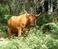 Ecologistas en Acción denuncia la muerte de una vaca por un disparo de rifle en los encierros de Lominchar (Toledo)
