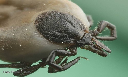 Costa Rica investiga el comportamiento de las garrapatas en el país