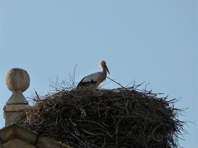 Las aves migratorias tienen una vida más corta que el resto de aves a causa del estrés