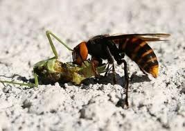 El avispón usa energía solar para volar