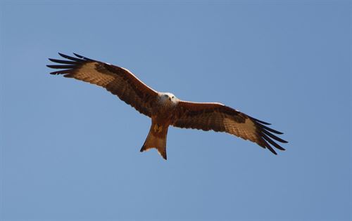 Alianza para la conservación del Milano en Mallorca