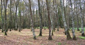 Galicia. Gobierno local de Meira apuesta por el medio ambiente