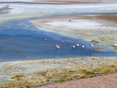 Conaf difunde importancia de los Humedales Altoandinos