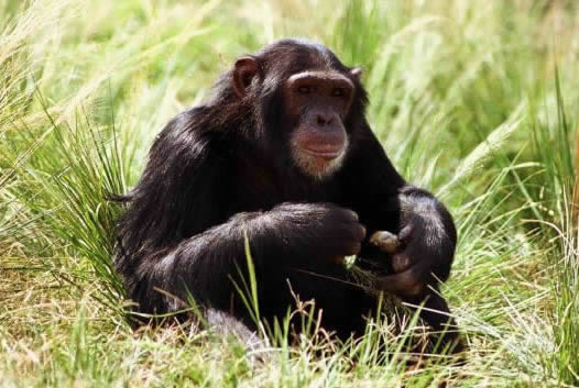 Las hembras de chimpancé juegan con palitos como si fueran muñecas