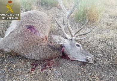 Detenido un furtivo por abatir un venado en Herrera de Alcántara