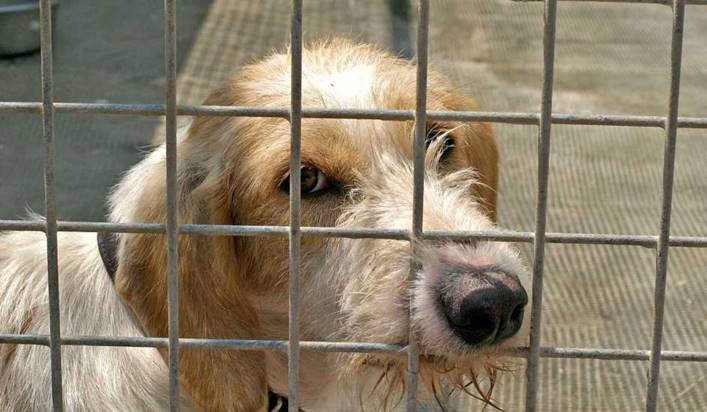 La Ley de Protección Animal se queda MUY CORTA