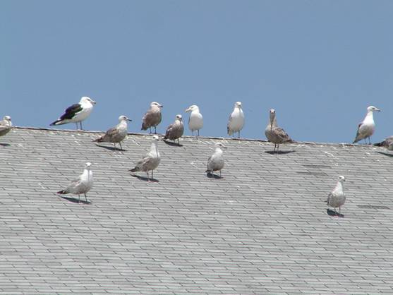 Laredo controlará la población de gaviotas