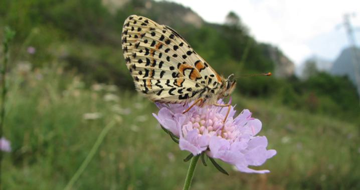 La ‘inteligencia’ de los ecosistemas