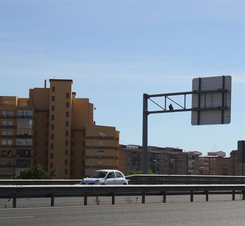 Capturan un buitre en el patio de un edificio en Málaga capital