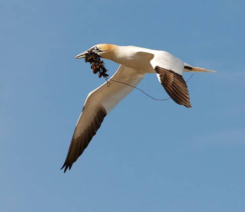 Declaración por parte de Medio Ambiente de 39 Zonas de Especial Protección para las Aves (ZEPA) en aguas marinas españolas