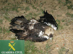 El ‘delincuente’ acusado de haber envenenado a seis águilas imperiales se enfrenta a una indemnización de 800.000 euros