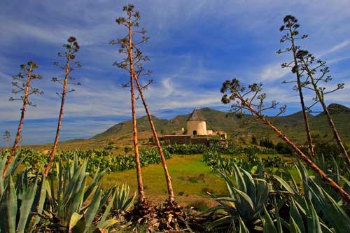 Retirarán pitas en Cabo de Gata en favor de especies autóctonas