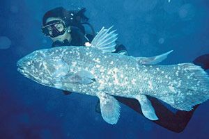 Pez prehistórico en peligro