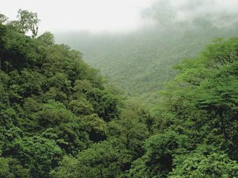 Degradación y restauración de los ecosistemas terrestres Latinoamericanos