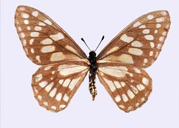 Descubren en Morelos la mariposa más antigua del mundo