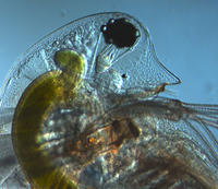 Secuencian por primera vez el genoma de un crustáceo