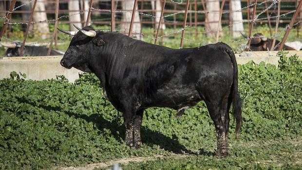 El Ayuntamiento de Torrejón del Rey (Guadalajara) consultara a sus vecinos si el consistorio debe pagar los toros