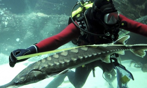 Analizarán la vida marina amenazada en Suecia y Dinamarca