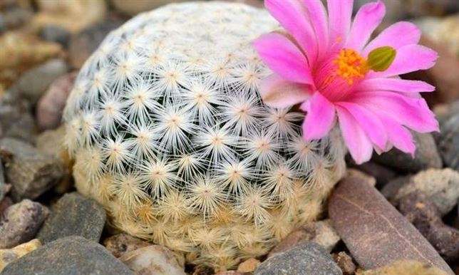 Los cactus son una de las especies más amenzadas