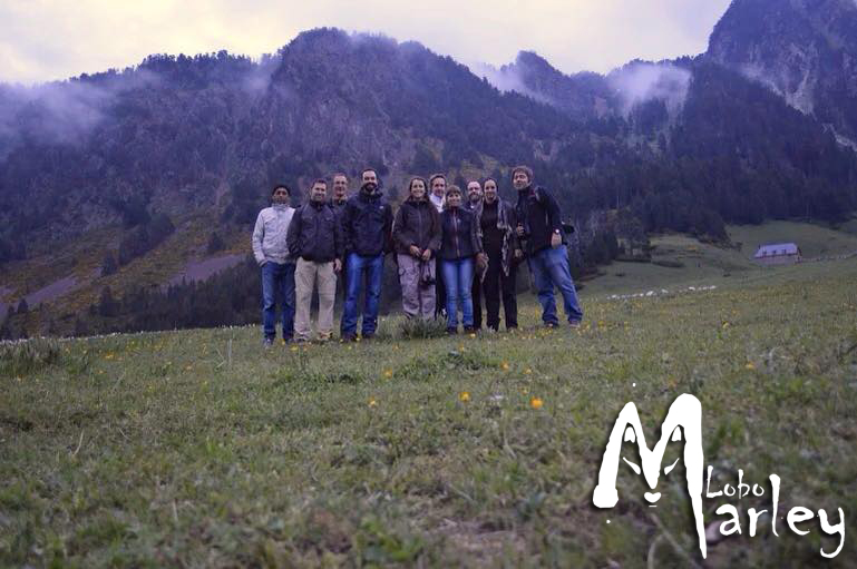 Lobo Marley lidera la primera alianza europea para la conservación del lobo