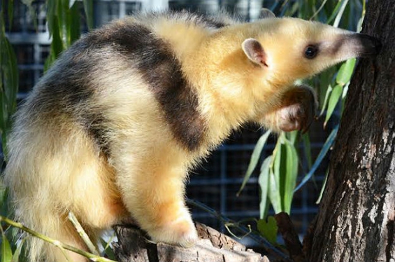 Argentina. Liberaron a un oso melero tras ser rehabilitado en Córdoba