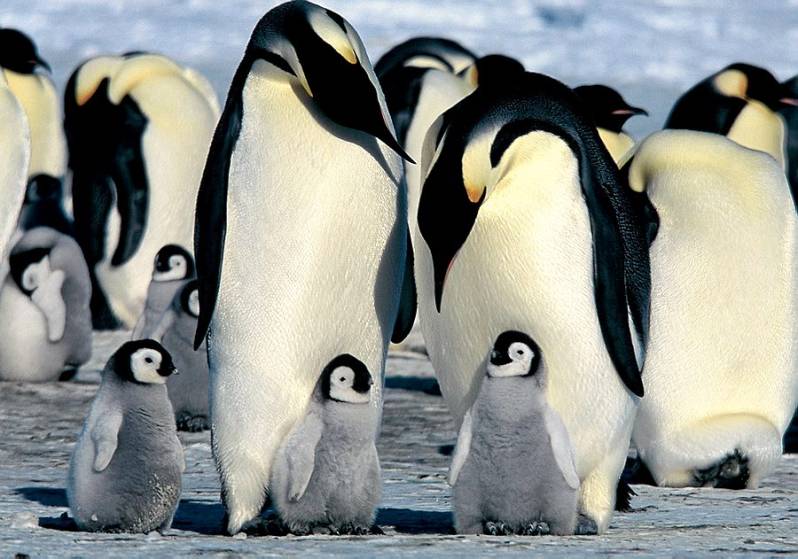 Contar pingüinos emperador desde el espacio