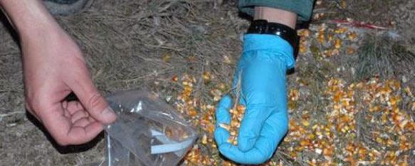 El Seprona y el Cabildo de Gran Canaria investigan el uso de cebos envenenados