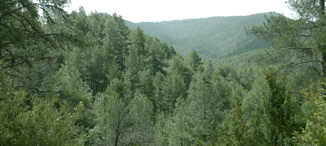 La venta de montes públicos de Castilla – La Mancha no se justifica económicamente