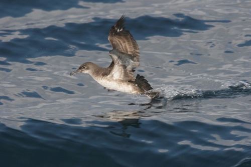 III Atlas de las aves reproductoras en España