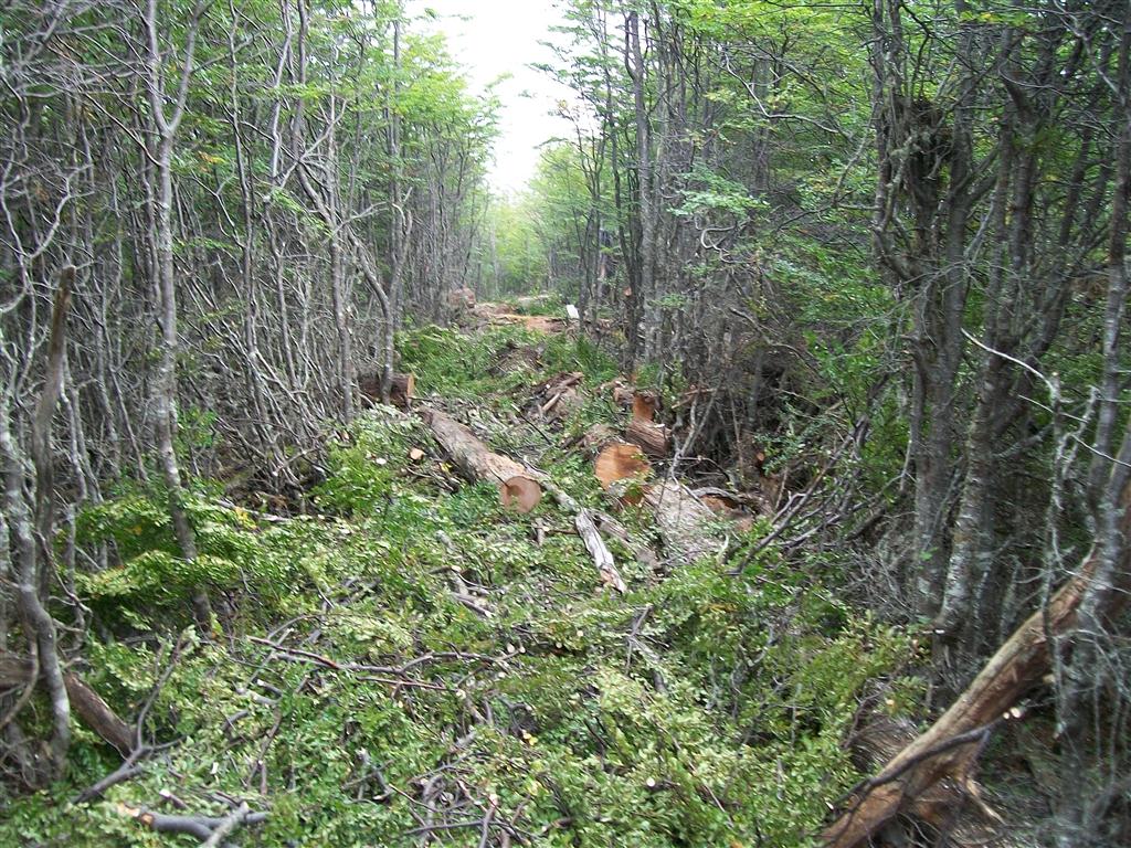 Desarrollo Sustentable culminó exitosamente la primera etapa del raleo de bosques juveniles