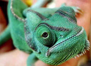 Nacen en el Zoobotánico de Jerez 29 crías de camaleón