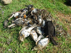 Caza ilegal de miles de aves invernantes en Córdoba