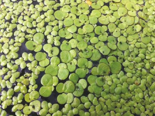Descubren en el río Ebro una planta ‘Spirodela polyrrhiza’ que se consideraba extinguida en Cataluña