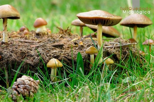 Tuit Quedada Micológica reunirá en Gredos el 18 y 19 de octubre a blogueros y aficionados a la micología de toda Castilla y León