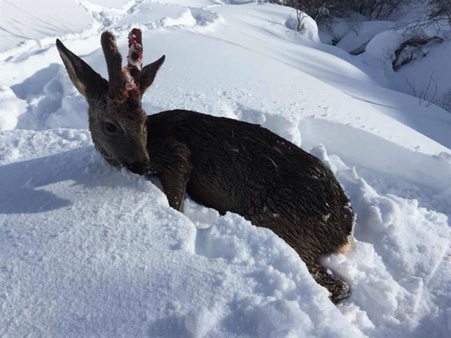 Excursionistas rescatan un venado atrapado en la nieve (vea el video)