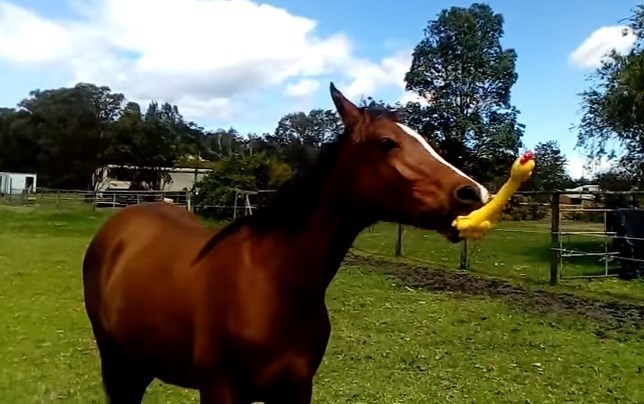 El caballo que te hará reír con este ‘vídeo’