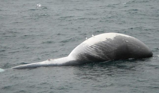 La muerte de ballenas en Alaska alerta a la comunidad científica