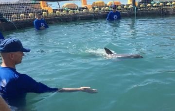 Avanza rescate de la vaquita marina
