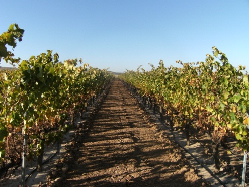 La aplicación de residuos orgánicos al suelo modifica la velocidad de disipación de los fungicidas