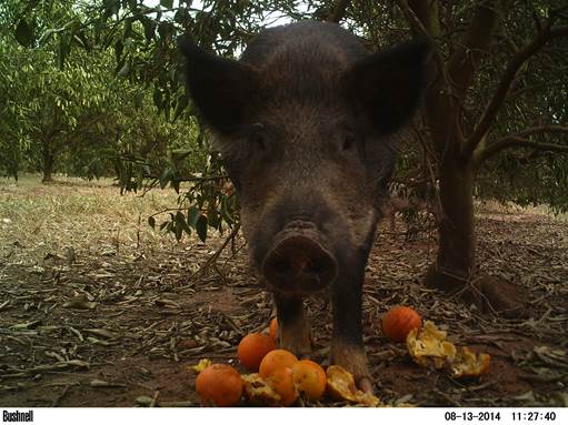 Por qué algunos animales optan por comer naranjas infectadas con hongos