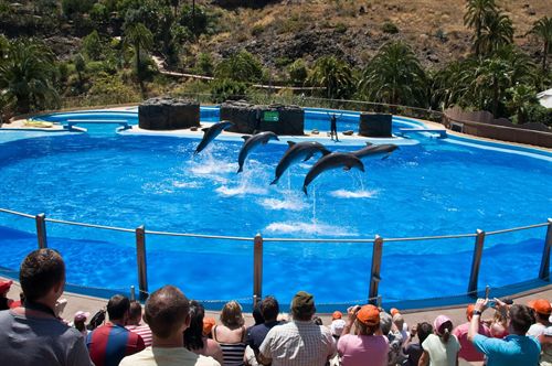 Animalistas inician una campaña contra los espectáculos de delfines