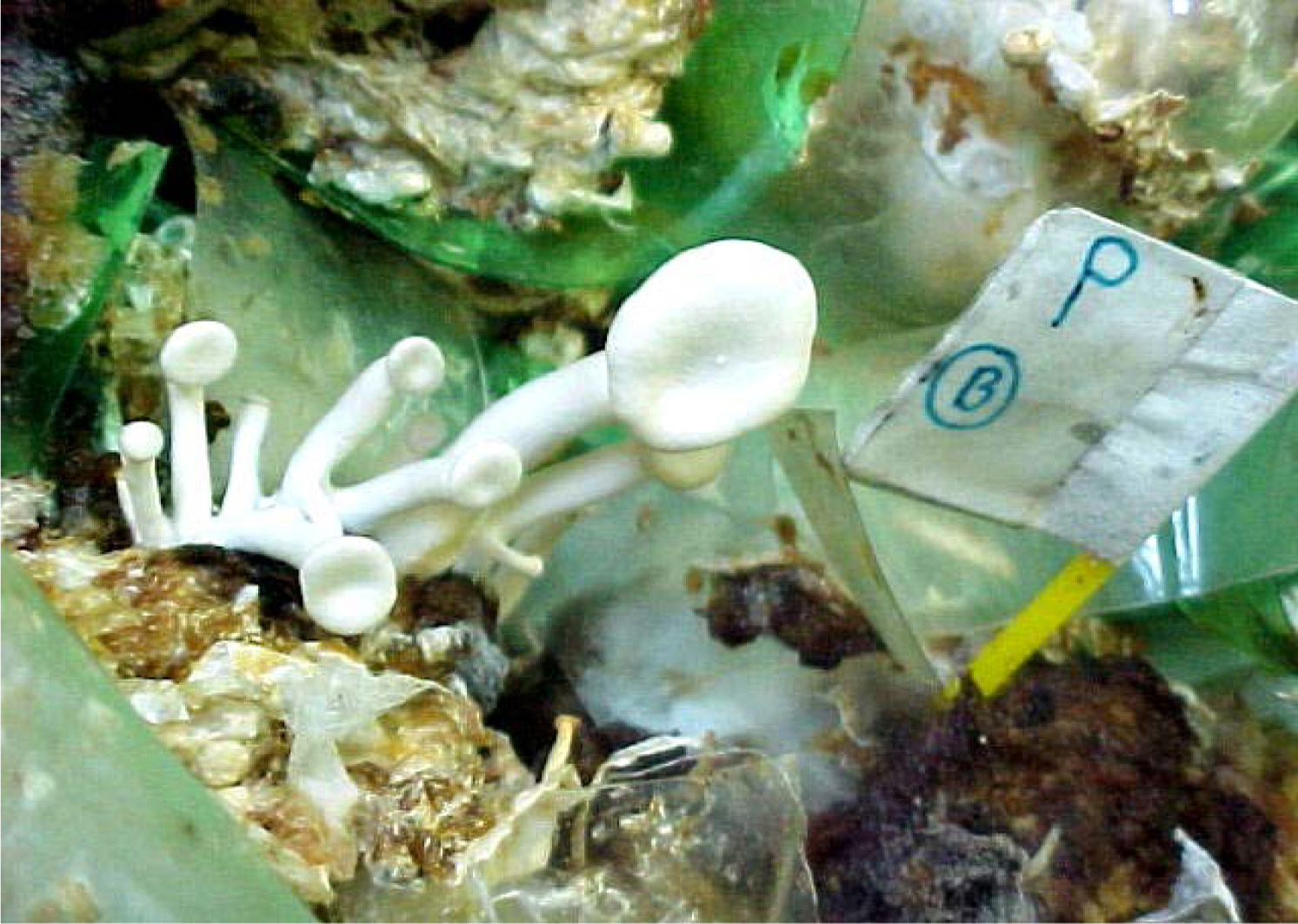 Propone UAM tecnología para degradar pañales desechables