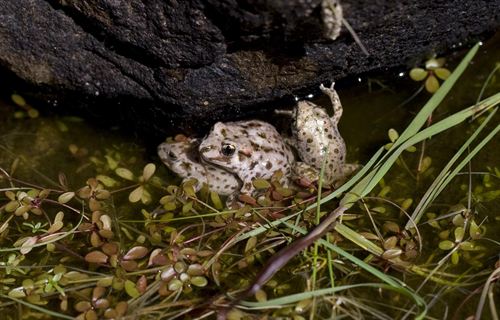 Madrid. Liberados 600 ejemplares de sapo partero en Peñalara