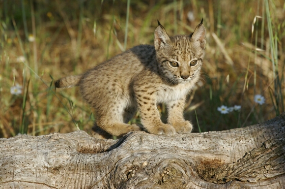 Doñana pierde este año el 10% de su población de linces con la muerte de la hembra atropellada