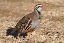 Federación Andaluza de Caza trabaja para que Granada