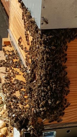 Extremadura autoriza ayudas a la apicultura