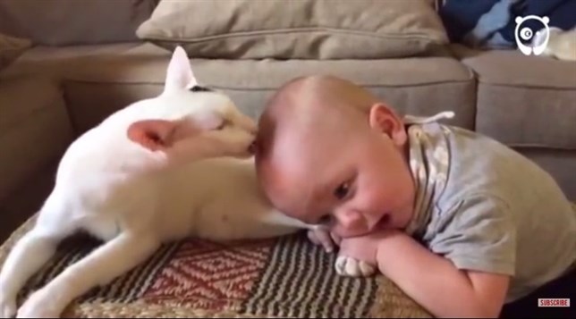 El gato también quiere al bebé de la casa (Vea VIDEO)