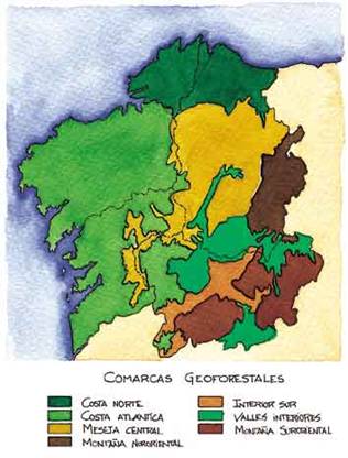 El Plan Forestal de Galicia de 1992 a ‘revisión’