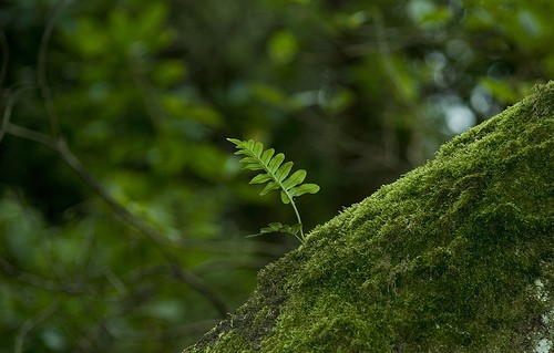 Las organizaciones ecologistas piden al gobierno que incorpore la sostenibilidad ambiental en sus políticas