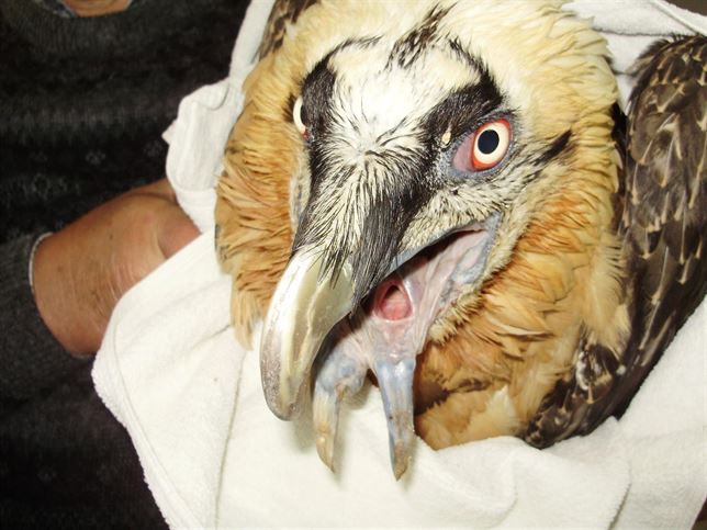 Una hembra ‘tullida’ de quebrantahuesos pone su primer huevo